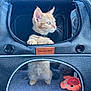 kitten, cat, pet_carrier, orange_cat, feline, paws, curious, pet_toys, plush_toy, soft_light, indoor, window, mesh, fabric, animal, cute, fur, whiskers, small_animal, looking_out