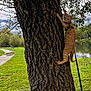 cat, orange_tabby, tree, bark, grass, park, leash, harness, outdoor, nature, greenery, path, bench, cloudy_sky, lake, curious, animal, pet, climbing, feline