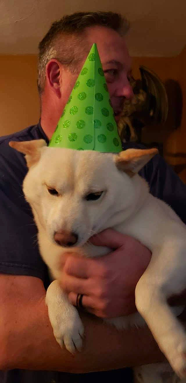 Martine joined the competition — help win amazing prizes! ancient_dog_breeds, canidae, canis, carnivore, companion_dog, cone, costume_hat, dessert, dog, dog_breed, fashion_accessory, felidae, flooring, fur, hat, non_sporting_group, party_hat, pungsan_dog, tree, working_animal