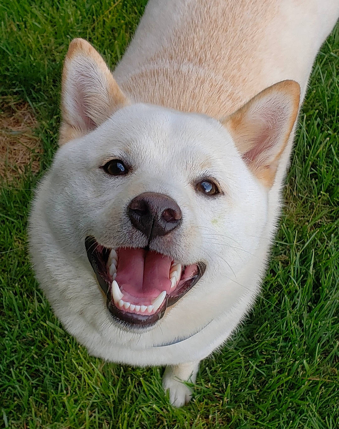 Martine is registered to the contest to win money with this photo: ancient_dog_breeds, canidae, carnivore, collar, companion_dog, dog, dog_breed, fang, fawn, grass, non_sporting_group, snout, sporting_group, terrestrial_animal, whiskers, working_animal