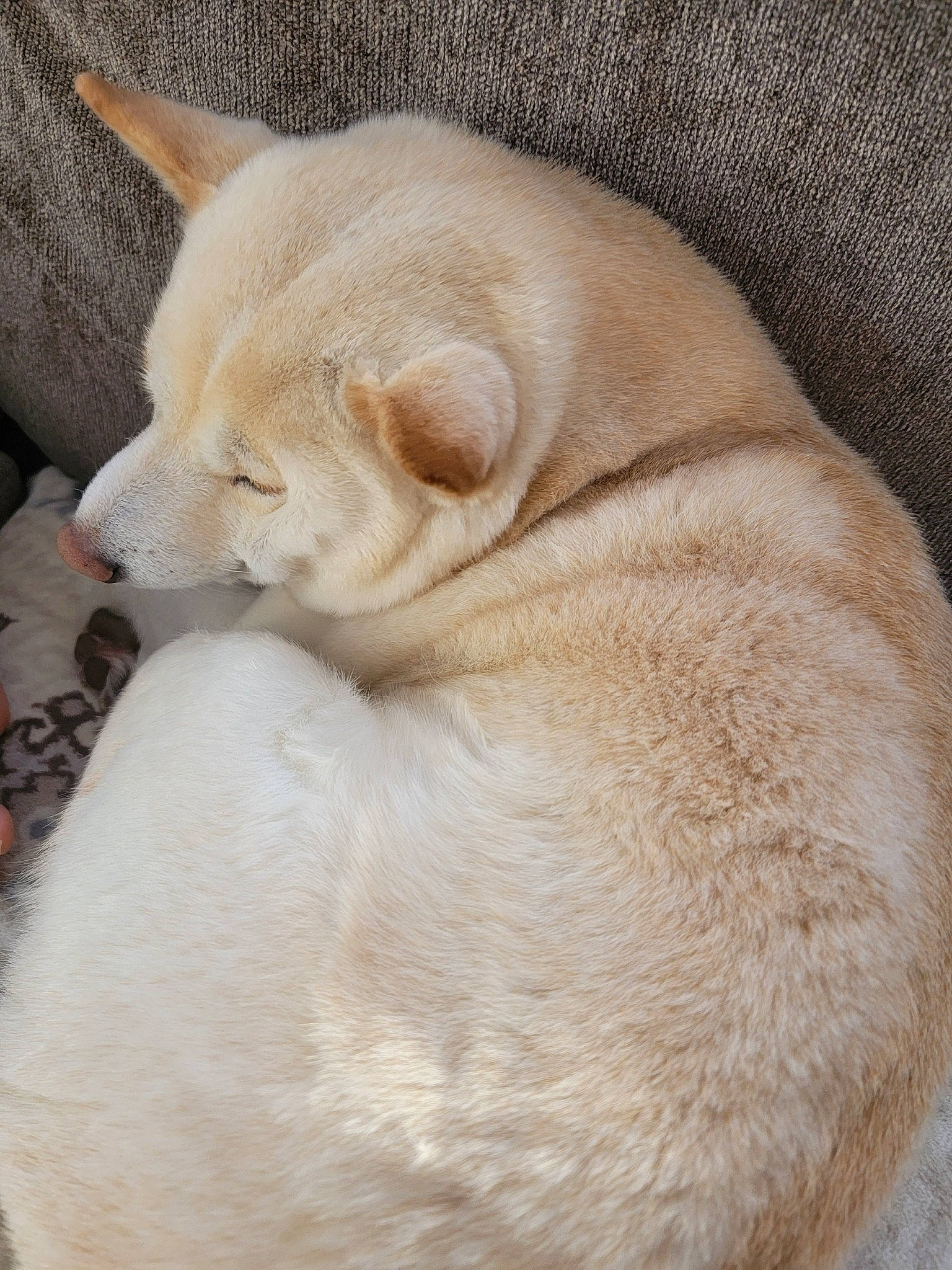 Martine joined the competition — help win amazing prizes! canidae, carnivore, comfort, companion_dog, dog, dog_breed, fawn, fur, non_sporting_group, snout, sporting_group, tail, terrestrial_animal, whiskers, wildlife, working_animal, wrinkle