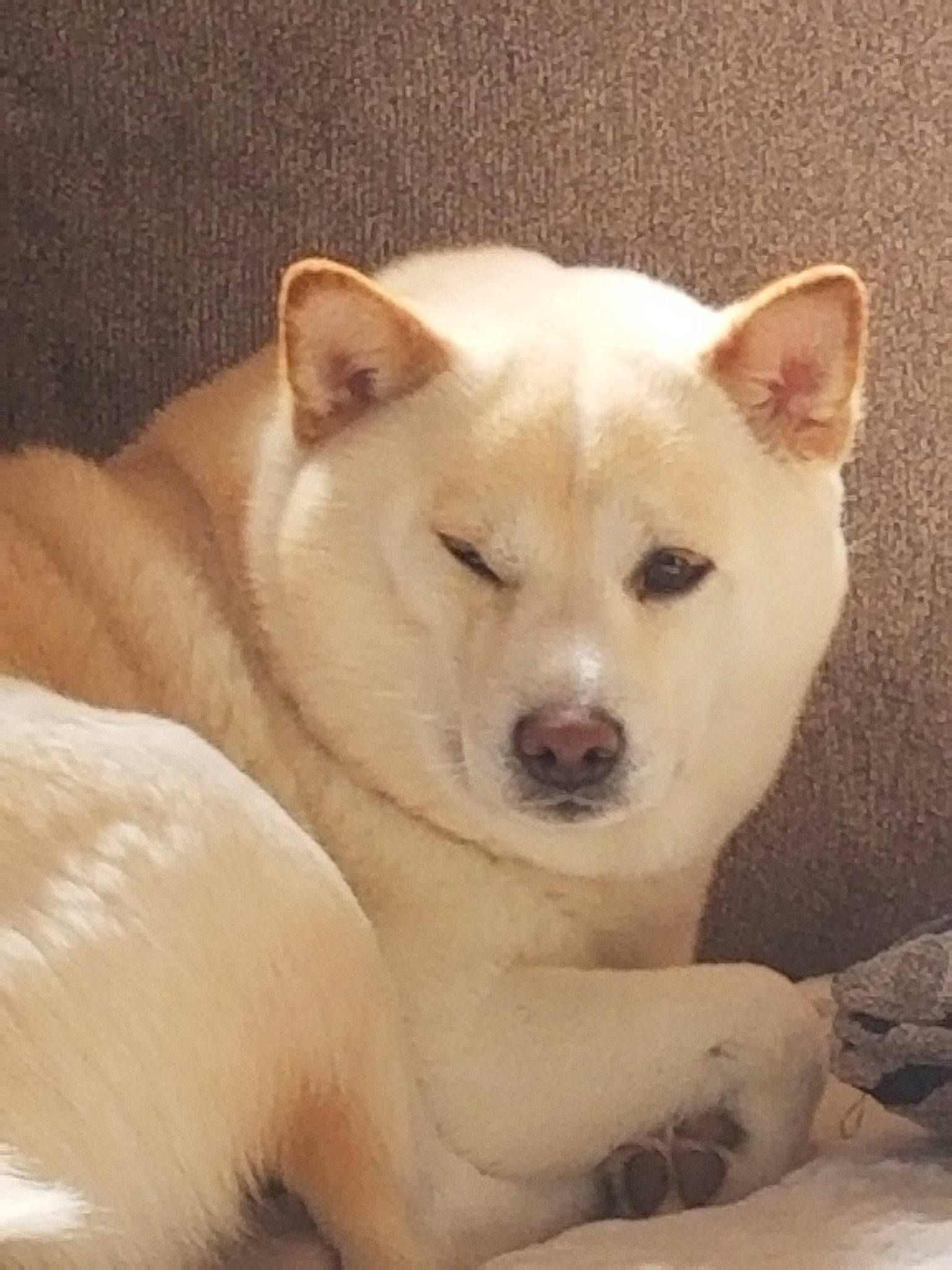 Martine joined the competition — help win amazing prizes! ancient_dog_breeds, canidae, carnivore, companion_dog, dog, dog_breed, fawn, fur, jaw, no_expression, non_sporting_group, sporting_group, tail, terrestrial_animal, whiskers, wildlife, windscreen_wiper, working_animal