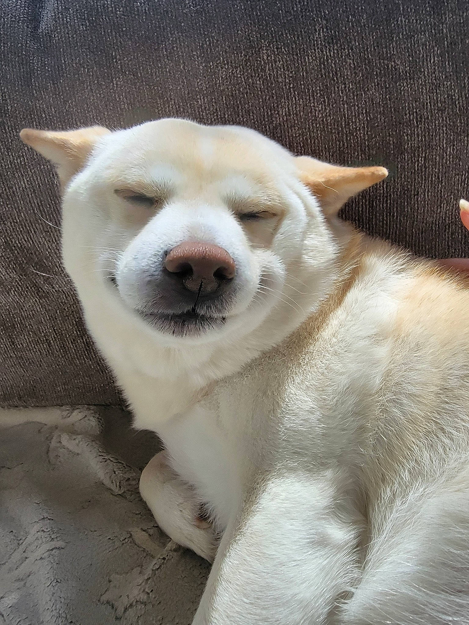 Martine joined the competition — help win amazing prizes! canidae, carnivore, collar, companion_dog, dog, dog_breed, eye, fawn, fur, no_expression, non_sporting_group, snout, sporting_group, tail, terrestrial_animal, whiskers, wildlife, working_animal