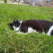 Pickles joined the competition — help win amazing prizes! animal, black_and_white, cat, curious, daylight, fur, grass, green, house, mammal, nature, outdoor, pet, quiet, relaxed, resting, side_view, suburban, tree, yard