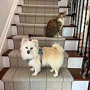 Emmy joined the competition — help win amazing prizes! dog, cat, stairs, carpet, indoor, pet, animal, furry, white_dog, tabby_cat, wood_floor, railing, curious, harness, domestic, companion, cute, looking, portrait, home