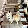 dog, cat, stairs, carpet, indoor, pet, animal, furry, white_dog, tabby_cat, wood_floor, railing, curious, harness, domestic, companion, cute, looking, portrait, home