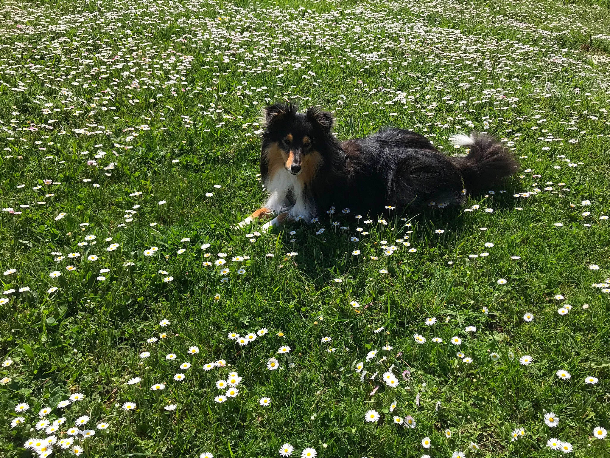 Perceval a rejoint le concours — aidez-le/la à gagner de superbes lots ! carnivore, companion_dog, dog, dog_breed, field, flower, flowering_plant, grass, grass_family, grassland, groundcover, lawn, meadow, natural_landscape, pasture, people_in_nature, petal, plant, rough_collie, shetland_sheepdog