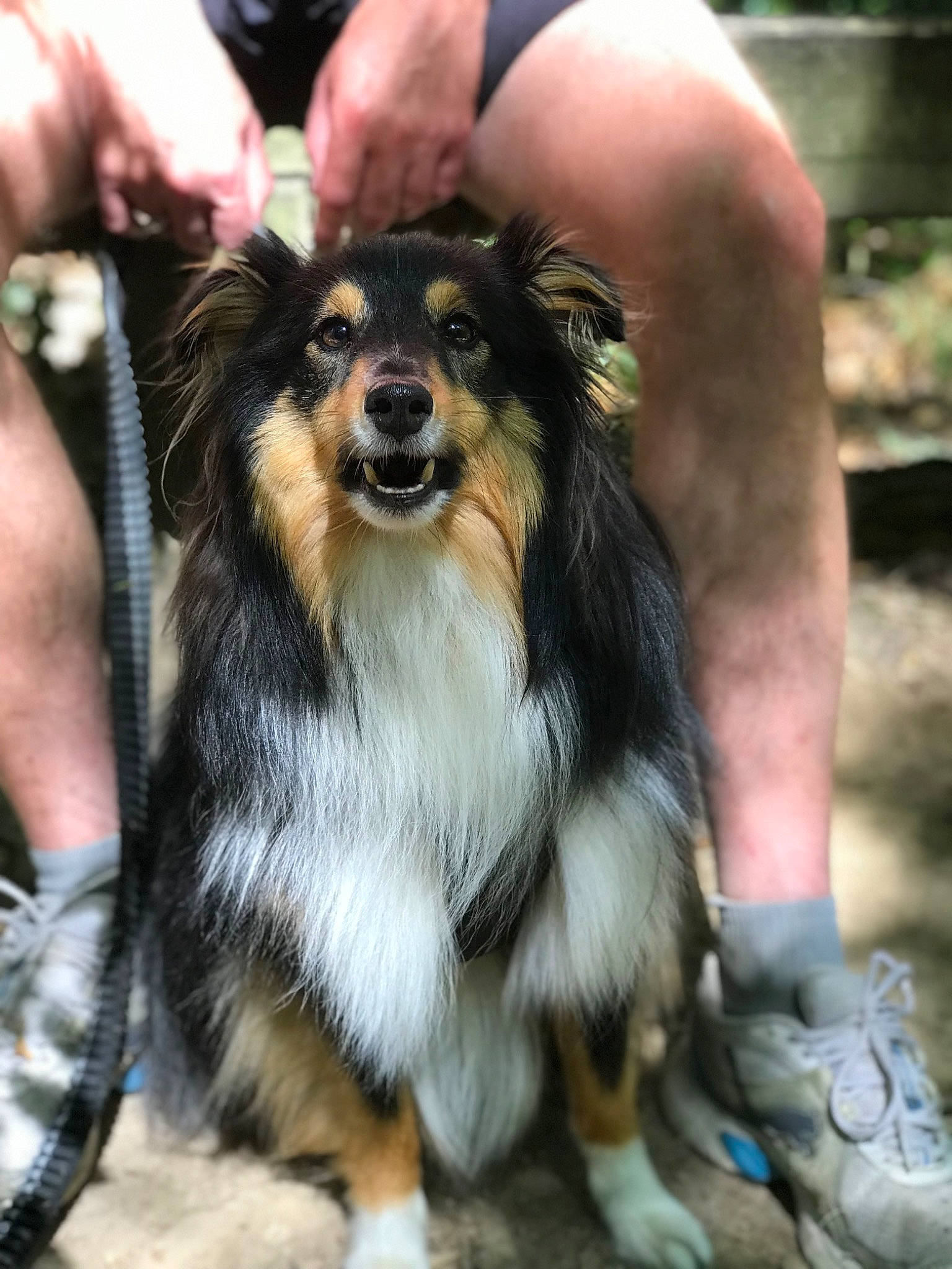 Perceval a rejoint le concours — aidez-le/la à gagner de superbes lots ! canidae, carnivore, collie, companion_dog, conformation_show, dog, dog_breed, dog_sports, fawn, fun, fur, herding_dog, himalayan_sheepdog, long_hair, scotch_collie, shetland_sheepdog, snout, sporting_group, toy_dog, working_dog