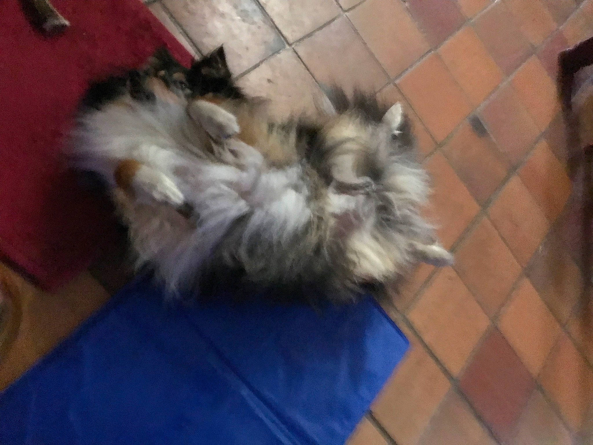 Perceval a rejoint le concours — aidez-le/la à gagner de superbes lots ! canidae, carnivore, comfort, companion_dog, dog_breed, fawn, felidae, flooring, fur, hardwood, liver, mammal, paw, small_to_medium_sized_cats, snout, sporting_group, tail, terrestrial_animal, toy_dog, whiskers