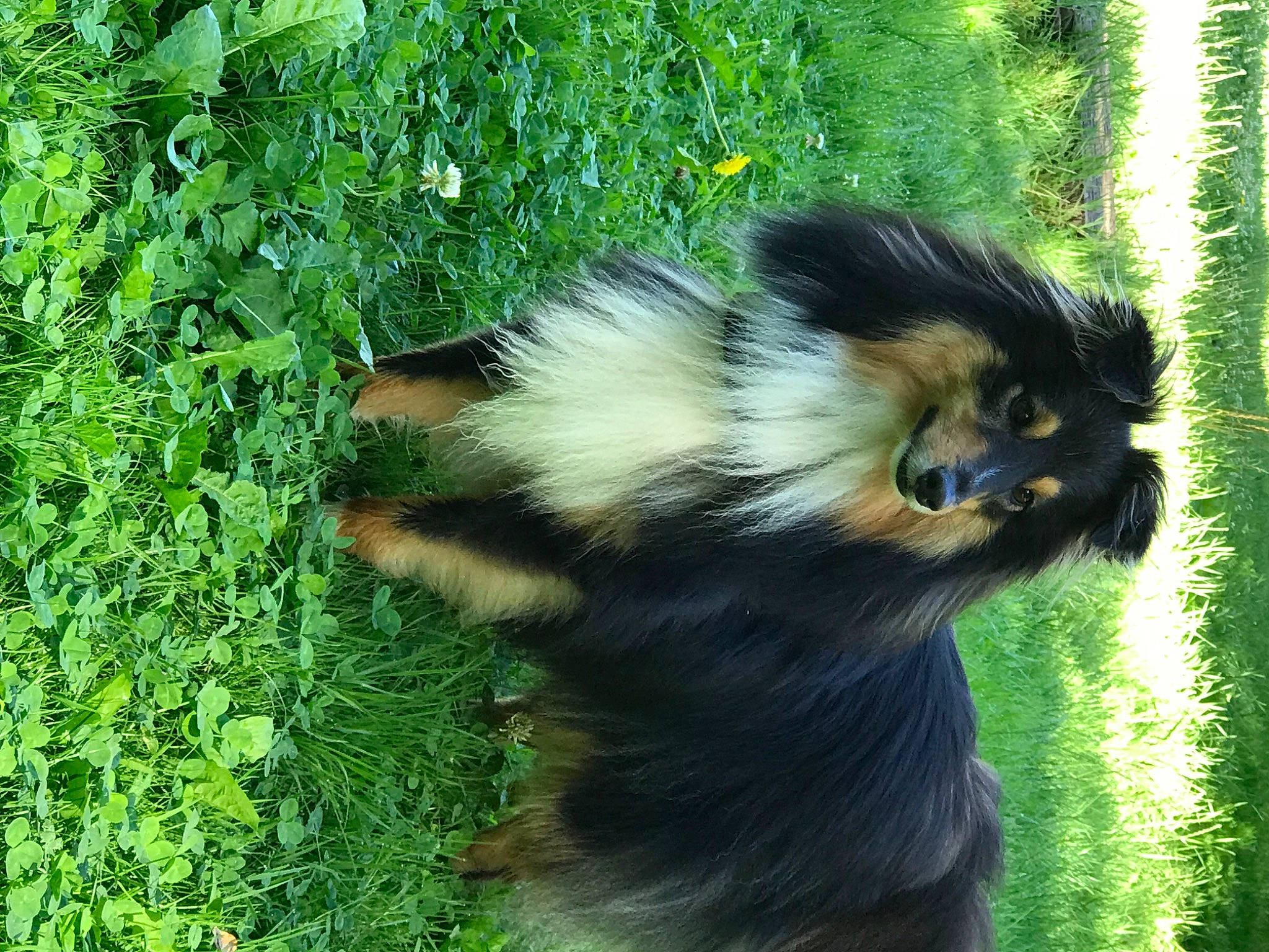 Perceval participe au concours pour gagner de l'argent avec cette photo : canidae, carnivore, companion_dog, dog, dog_breed, fawn, fur, grass, groundcover, herding_dog, plant, skunk, snout, sporting_group, tail, terrestrial_animal, terrestrial_plant, working_dog
