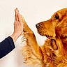 dog, golden_retriever, pet, animal, high_five, paw, human_hand, interaction, close_up, portrait, golden_fur, floppy_ears, snout, eye, whiskers, indoors, white_background, playful, friendly, photography