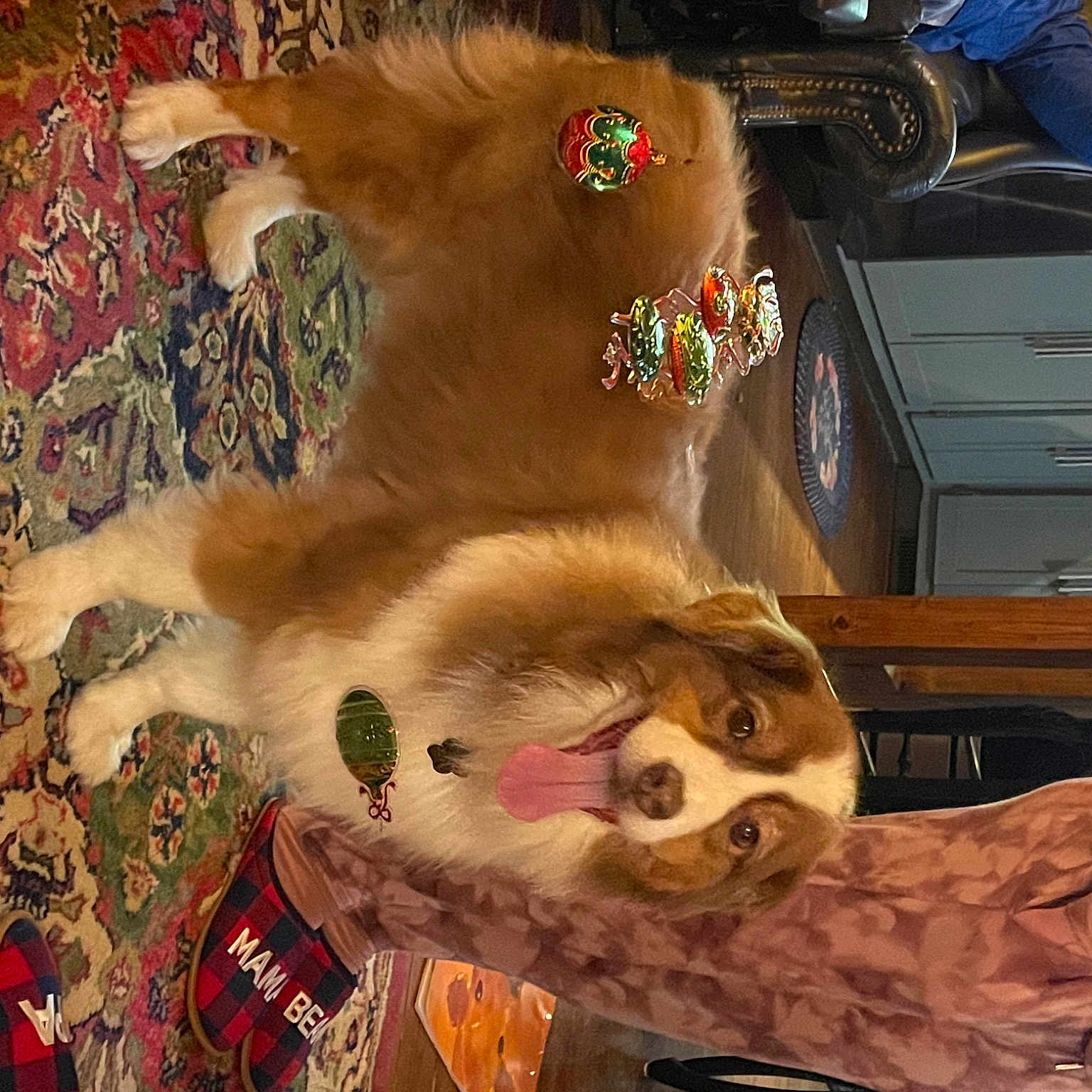 Freckles joined the competition — help win amazing prizes! art, canidae, carnivore, cat, companion_dog, dog_breed, domestic_short_haired_cat, fang, fawn, felidae, fur, houseplant, paw, room, small_to_medium_sized_cats, sporting_group, tail, toy, whiskers, wood