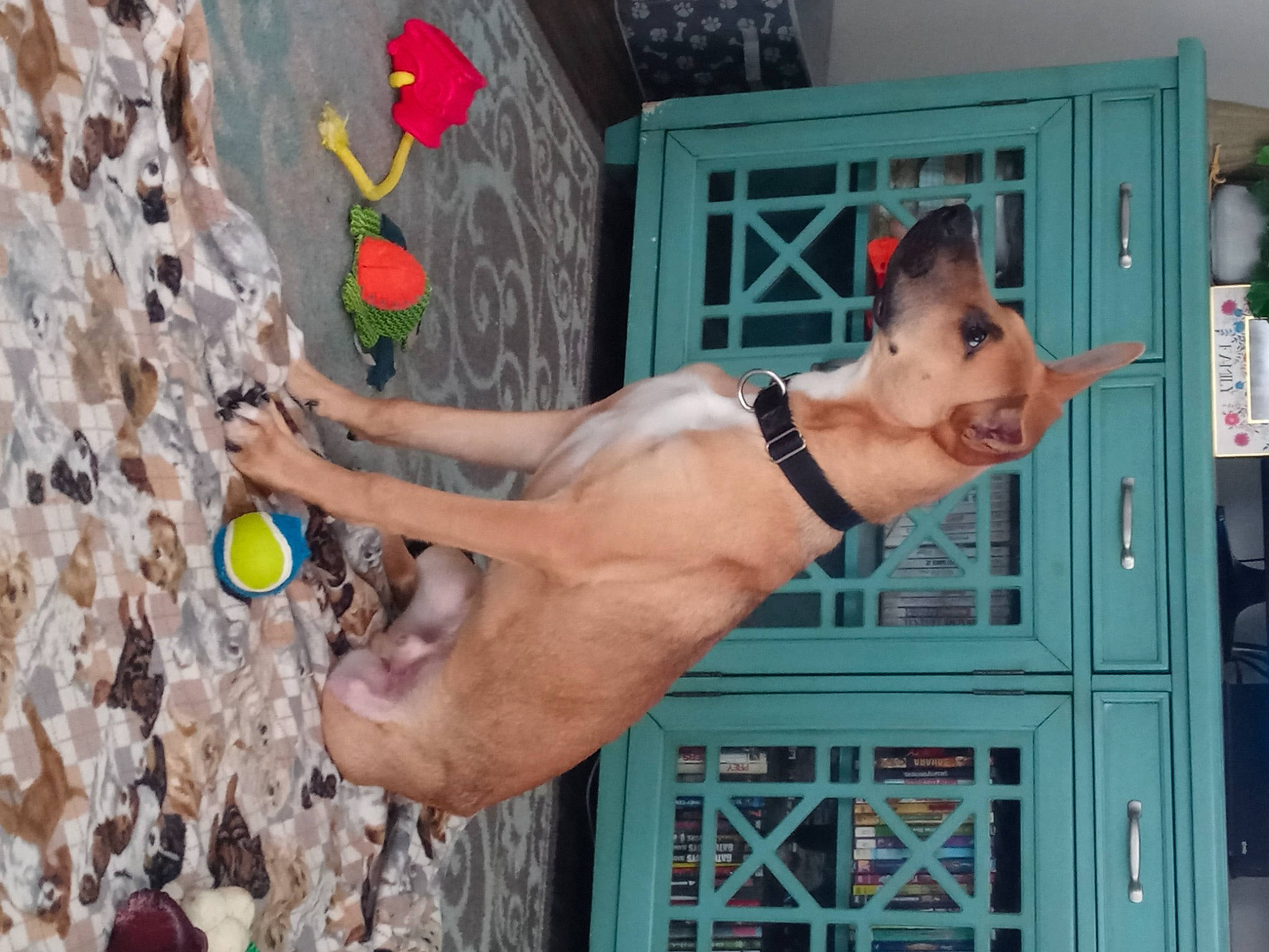 Maui is registered to the contest to win money with this photo: adventure, arm, barechested, carnivore, climbing, concrete, dog, dog_collar, door, fawn, flower, foot, fun, human_leg, leisure, recreation, sport_climbing, thigh, vacation, wrist