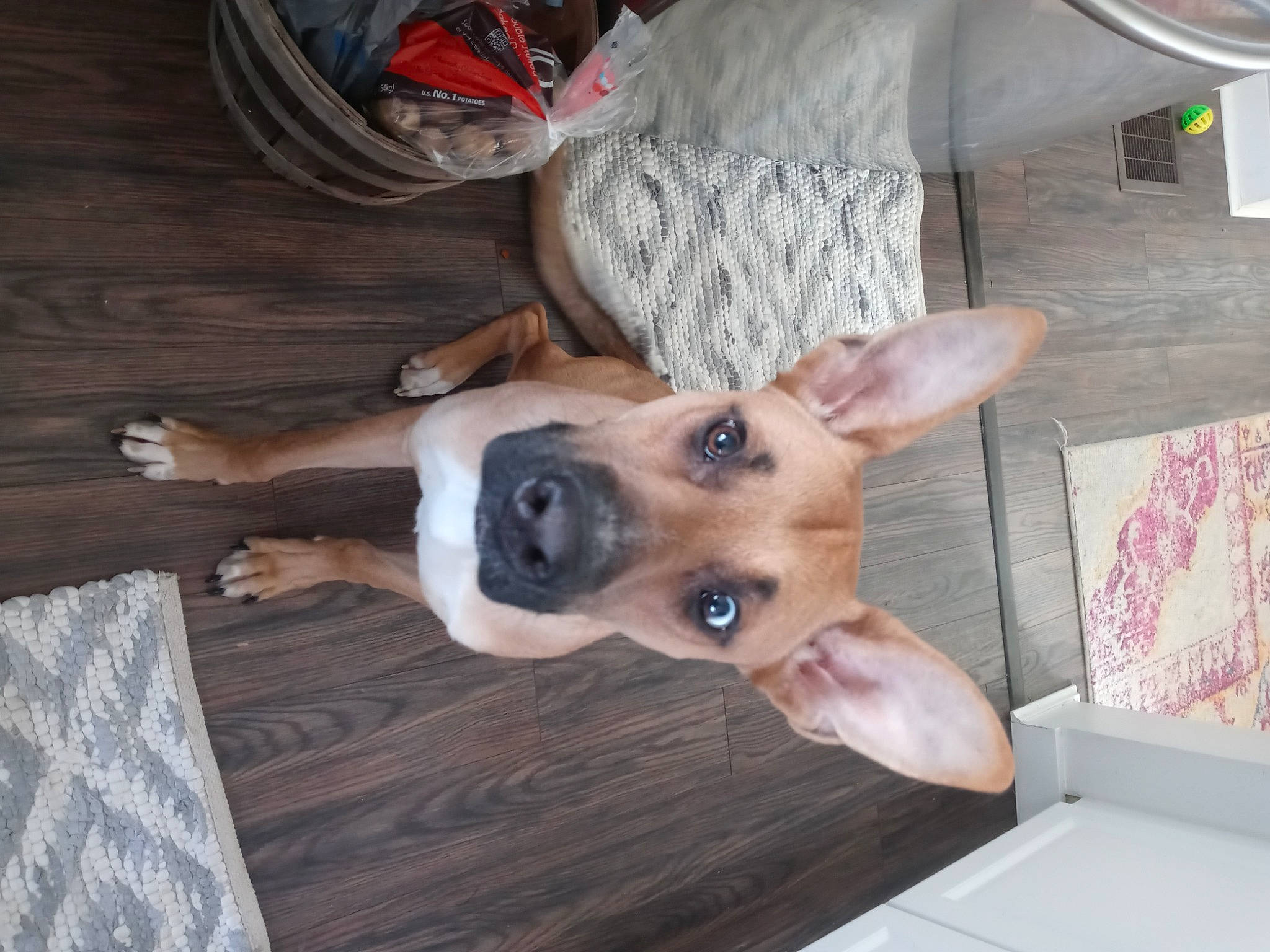 Maui is registered to the contest to win money with this photo: canidae, carnivore, comfort, companion_dog, dog, dog_breed, dog_supply, ear, fawn, flooring, hardwood, non_sporting_group, plank, snout, sporting_group, whiskers, wood, wood_stain, working_animal, working_dog