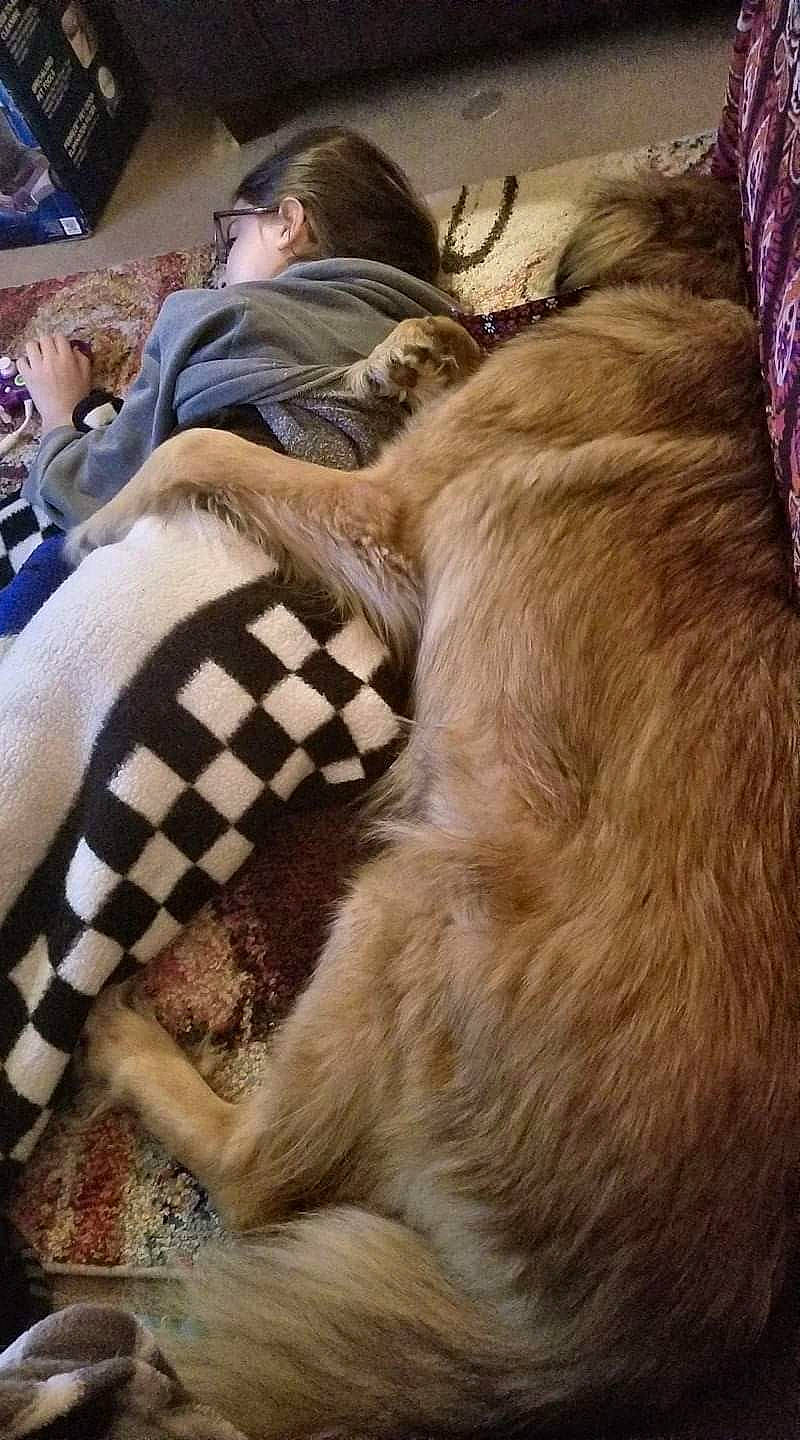 Chewbacca is registered to the contest to win money with this photo: canidae, carnivore, claw, comfort, companion_dog, dog_breed, fawn, felidae, fur, fur_clothing, human_leg, linens, nap, sitting, small_to_medium_sized_cats, snout, sporting_group, tree, whiskers, working_animal