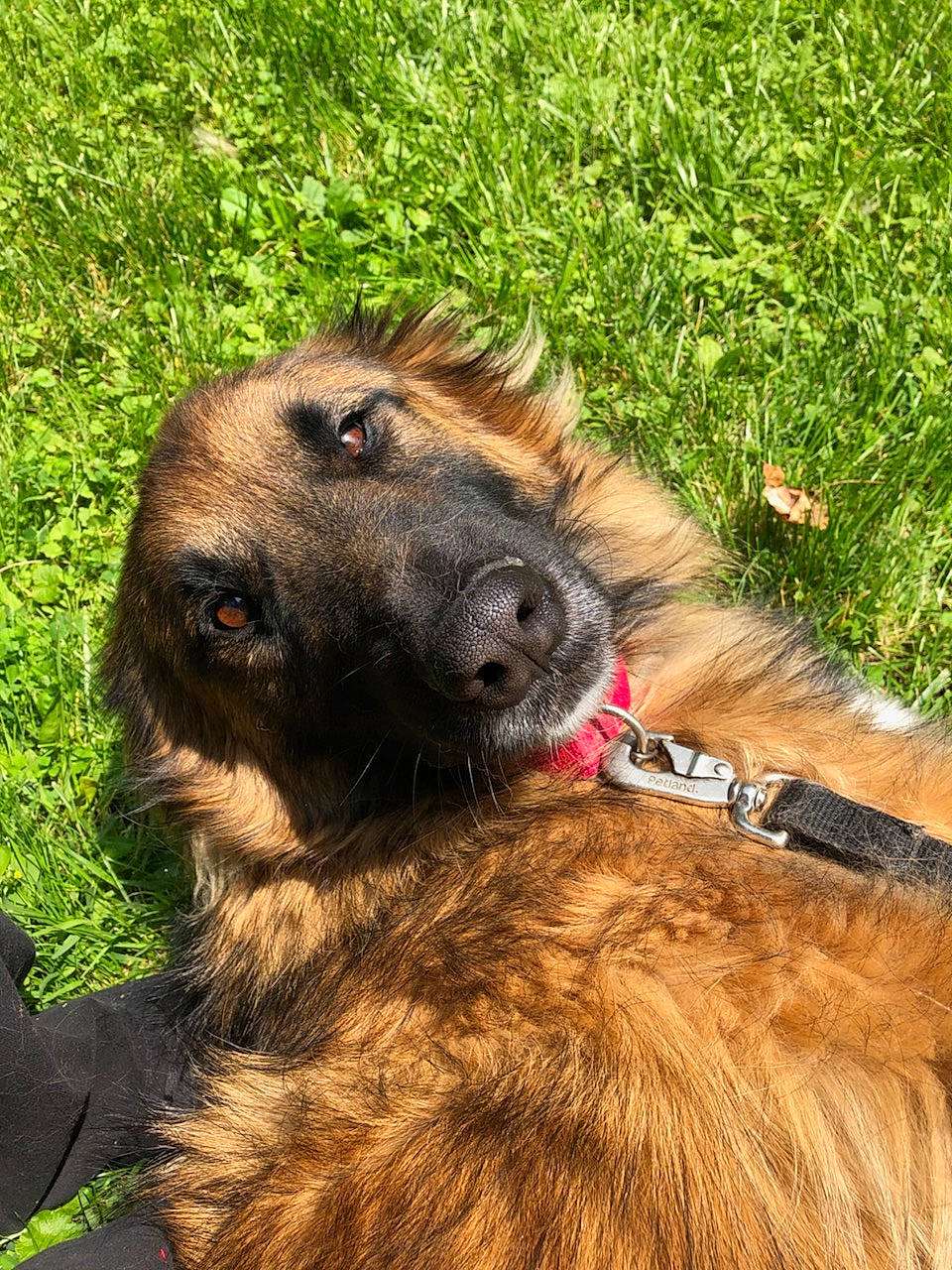 Chewbacca joined the competition — help win amazing prizes! bactrian_camel, canidae, carnivore, collar, companion_dog, dog, dog_breed, event, fawn, fur, grass, leash, liver, natural_material, pet_supply, snout, sporting_group, terrestrial_animal, working_animal, working_terrier