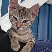 Lokie a rejoint le concours — aidez-le/la à gagner de superbes lots ! animal, blue_background, cat, closeup, curious, cute, ears, fabric, fur, indoor, kitten, mammal, paws, pet, quilt, resting, staircase, tabby, whiskers, young