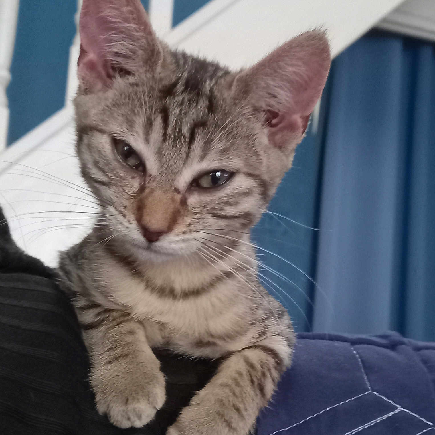 Lokie a rejoint le concours — aidez-le/la à gagner de superbes lots ! animal, blue_background, cat, closeup, curious, cute, ears, fabric, fur, indoor, kitten, mammal, paws, pet, quilt, resting, staircase, tabby, whiskers, young