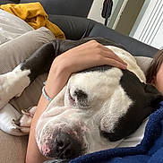 Burton participe au concours pour gagner de l'argent avec cette photo : arm, black_and_white, blanket, close_up, comfort, companion, couch, dog, fur, furniture, hand, indoor, living_room, nail, person_partial, pet, pillow, relaxation, resting, sleeping