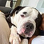 Burton a rejoint le concours — aidez-le/la à gagner de superbes lots ! animal, black_and_white, close_up, couch, cushion, dog, ear, face, fur, indoor, modern_interior, nail, nose, paw, person_partial, pet, relaxed, resting, scooter, snout