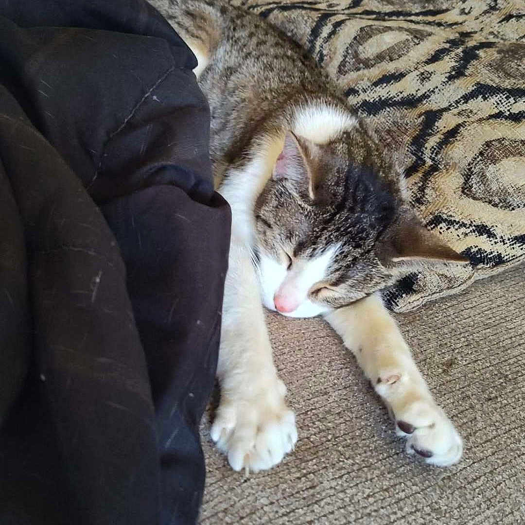 Marsha Mellow is registered to the contest to win money with this photo: animal, blanket, cat, closeup, comfort, couch, cozy, domestic_animal, feline, fur, home, indoor, pet, pillow, relaxation, resting, sleeping, soft, tabby_cat, whiskers