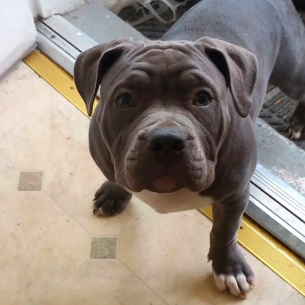 Luna is registered to the contest to win money with this photo: adorable, animal, brown, canine, companion, curious, cute, dog, doorway, ears, floor, indoor, looking_up, paws, pet, puppy, tile_floor, white_paw, wrinkles, young_dog