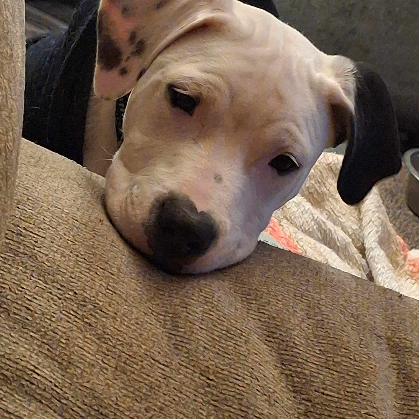 Wylie