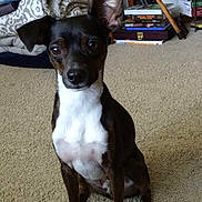 Maxwell joined the competition — help win amazing prizes! dog, small_dog, indoor, carpet, blankets, books, furniture, pet, animal, curious, sitting, ears, brown, white, black, paw, face, fur, household, relaxed