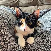 Tater Tot joined the competition — help win amazing prizes! cat, kitten, calico, pet, feline, animal, cute, whiskers, ears, paws, blanket, texture, cozy, indoor, couch, fur, resting, looking, closeup, domestic