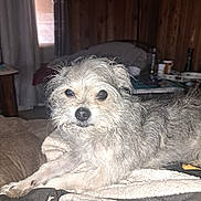 Mango joined the competition — help win amazing prizes! dog, pet, indoor, blanket, fur, scruffy, gray, white, animal, canine, laying, cozy, wood_paneling, room, household_items, curious, flash_reflection, comfort, domestic, relaxed