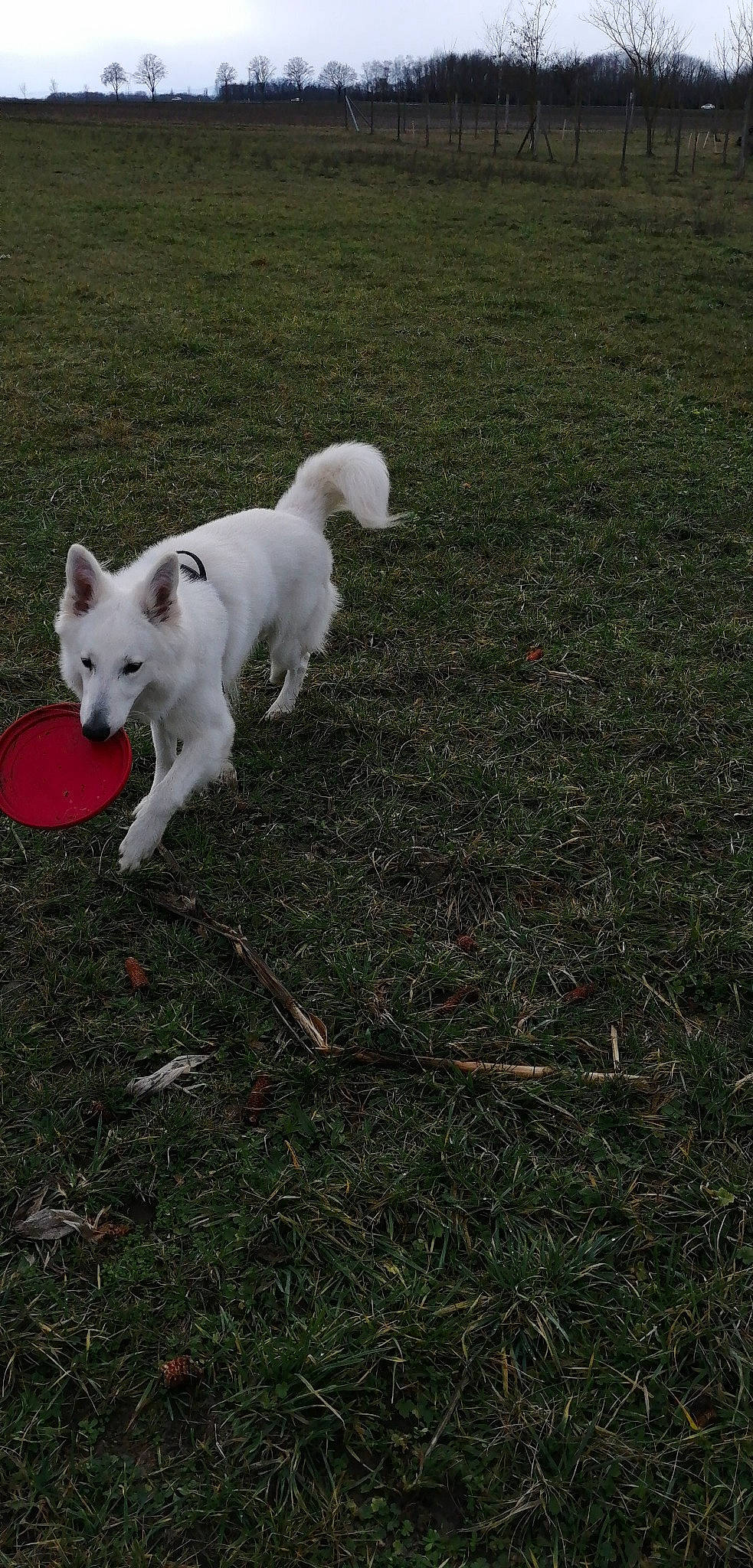 Poutchi a rejoint le concours — aidez-le/la à gagner de superbes lots ! canidae, carnivore, companion_dog, dog, dog_breed, grass, non_sporting_group, snout, soil, sporting_group, tail, working_animal