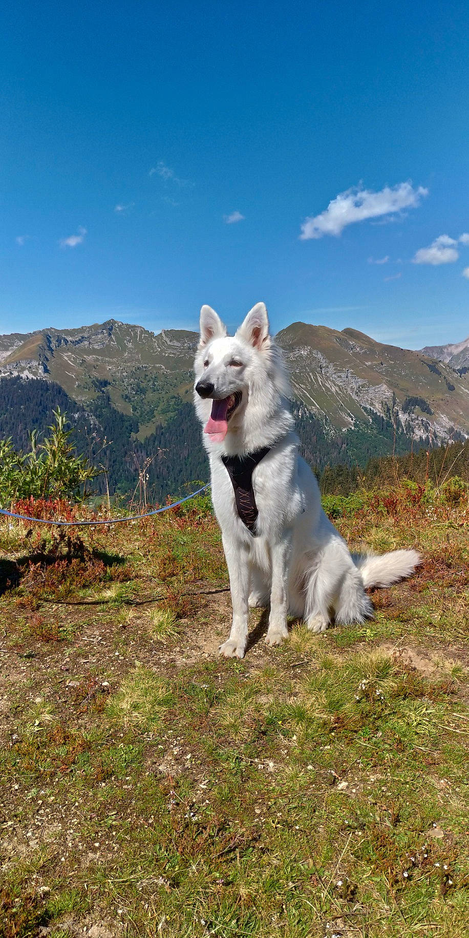 Poutchi a rejoint le concours — aidez-le/la à gagner de superbes lots ! canidae, carnivore, cloud, companion_dog, dog, dog_breed, fang, fawn, grass, grassland, mountain, natural_landscape, plant, sky, sporting_group, tail, terrestrial_animal, wildlife, working_animal, working_dog