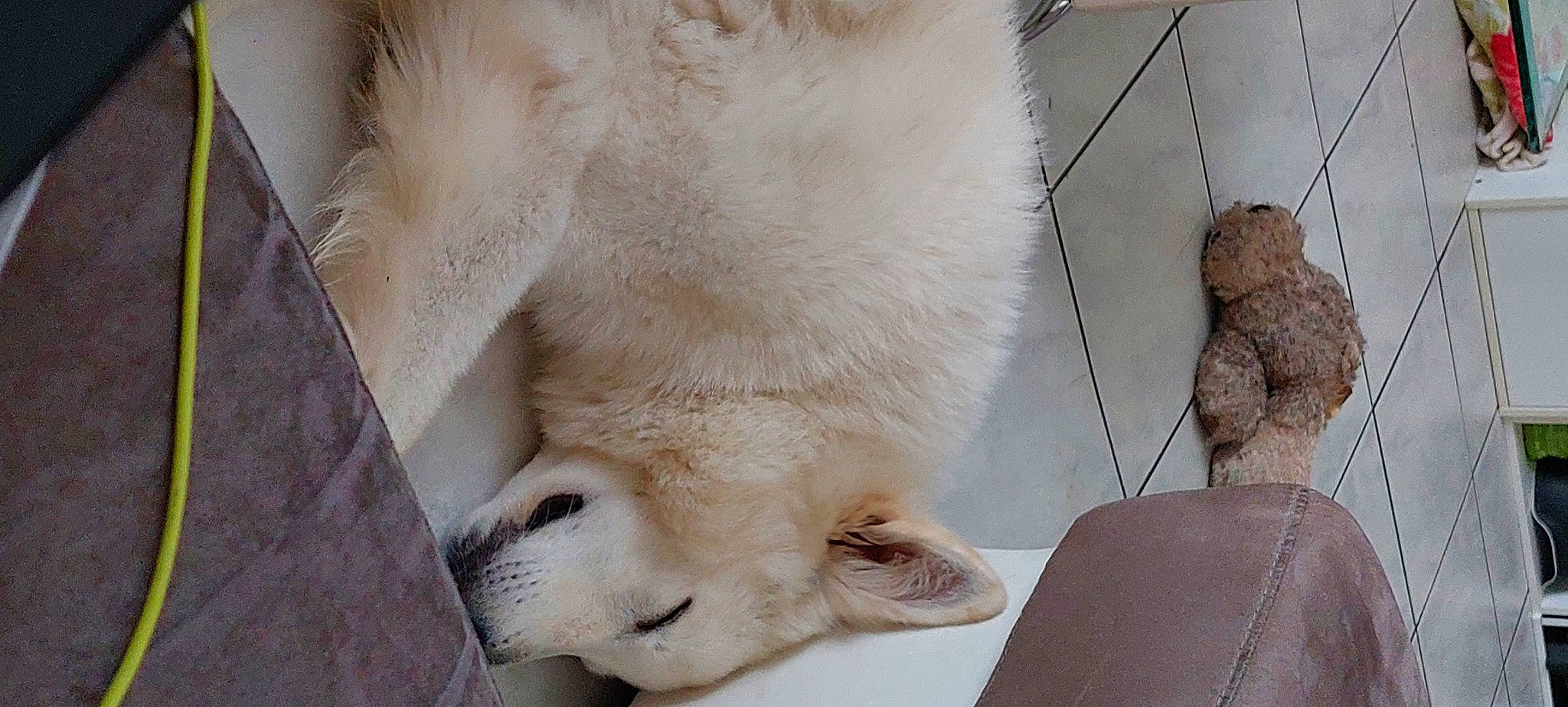 Poutchi participe au concours pour gagner de l'argent avec cette photo : canidae, carnivore, claw, collar, companion_dog, dog, dog_breed, fawn, felidae, fur, paw, retriever, small_to_medium_sized_cats, snout, sporting_group, tail, terrestrial_animal, whiskers, window, working_animal