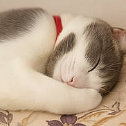 Mya participe au concours pour gagner de l'argent avec cette photo : cat, sleeping, paw, gray, white, fur, closeup, rest, cozy, animal, pet, relaxed, indoor, floral, soft, cute, whiskers, nose, ear, collar