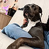 Nicky participe au concours pour gagner de l'argent avec cette photo : dog, canine, pet, lounge, couch, relaxation, indoor, person, hand, red_nail_polish, jeans, white_chest, dark_fur, decor, butterfly, mirror, photograph, lamp, cozy, comfort