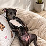 Nicky participe au concours pour gagner de l'argent avec cette photo : dog, black_dog, sleeping, resting, pillow, teddy_bear_pattern, blanket, cozy, indoor, plant, pot, sunlight, relaxation, pet, fur, canine, comfort, home, floor, wall