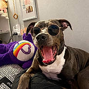 Nicky participe au concours pour gagner de l'argent avec cette photo : dog, sunglasses, yawning, bed, plush_toy, indoor, wall_art, decor, black_and_white, tongue, canine, pet, relaxed, furniture, patterned_bedspread, animal, cute, cozy, resting, accessory