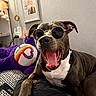 dog, sunglasses, yawning, bed, plush_toy, indoor, wall_art, decor, black_and_white, tongue, canine, pet, relaxed, furniture, patterned_bedspread, animal, cute, cozy, resting, accessory