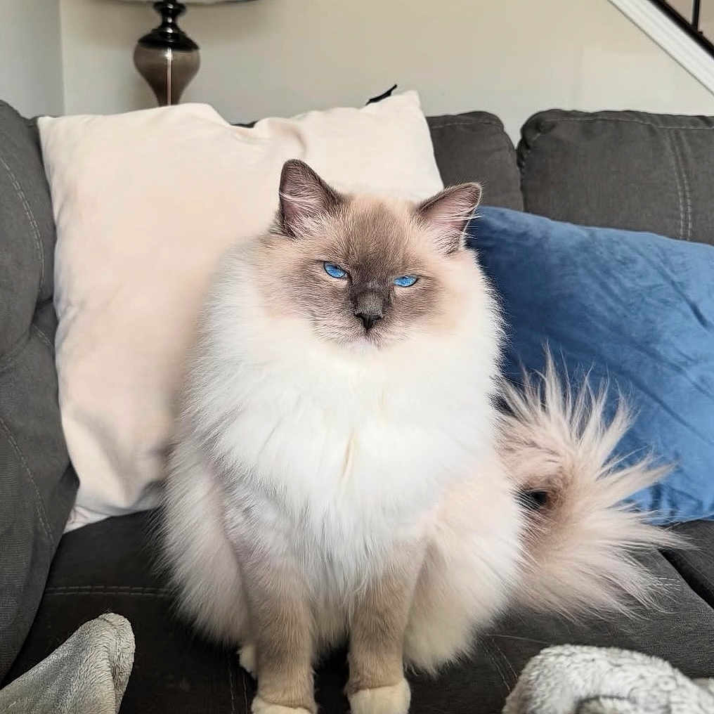 Ryuuji joined the competition — help win amazing prizes! angora, animal, cat, couch, cushion, furniture, homedecor, kitten, pet, pillow, siamese