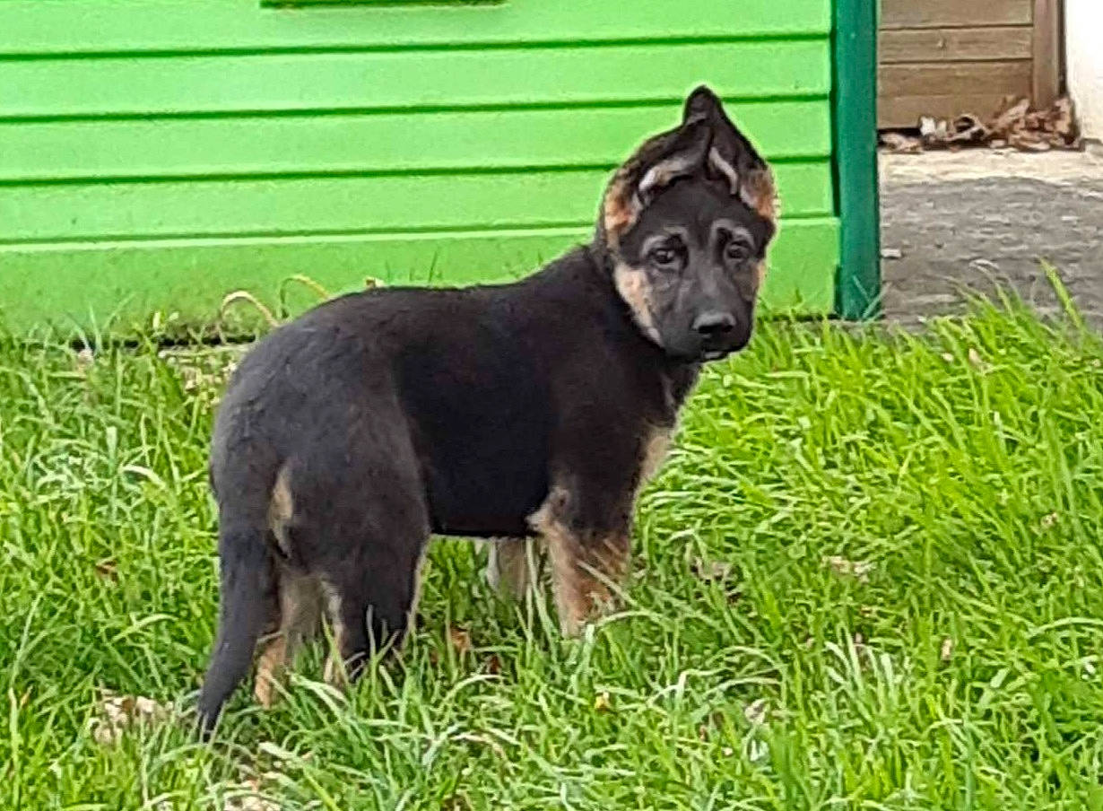 Paco participe au concours pour gagner de l'argent avec cette photo : borador, canidae, carnivore, companion_dog, dog, dog_breed, dog_supply, fawn, grass, grassland, groundcover, guard_dog, pet_supply, plant, snout, sporting_group, tail, terrestrial_animal, working_animal, working_dog