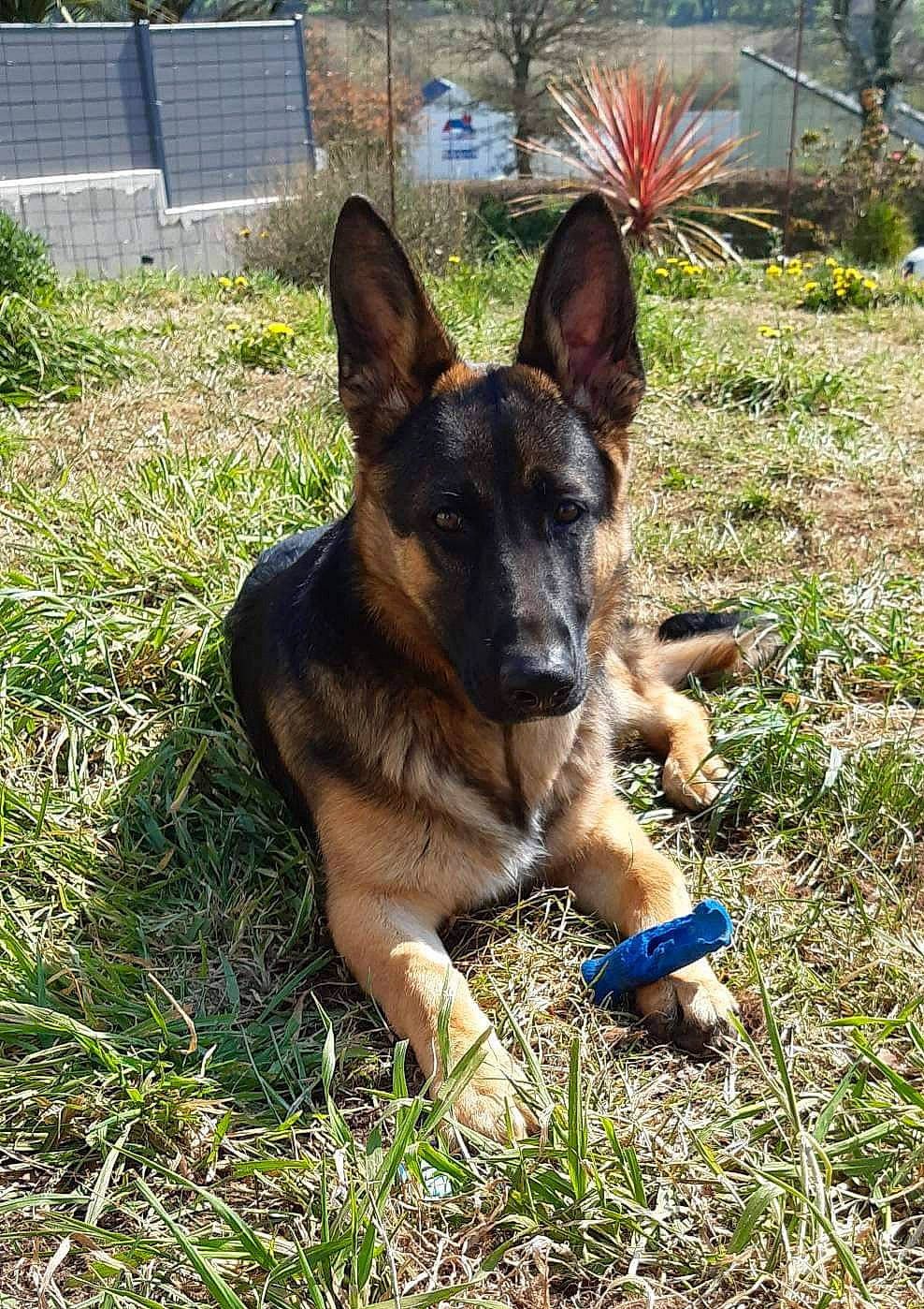 Paco participe au concours pour gagner de l'argent avec cette photo : canidae, carnivore, companion_dog, dog, dog_breed, dog_supply, east_european_shepherd, fawn, german_shepherd_dog, grass, groundcover, guard_dog, herding_dog, king_shepherd, old_german_shepherd_dog, plant, snout, sporting_group, working_animal, working_dog