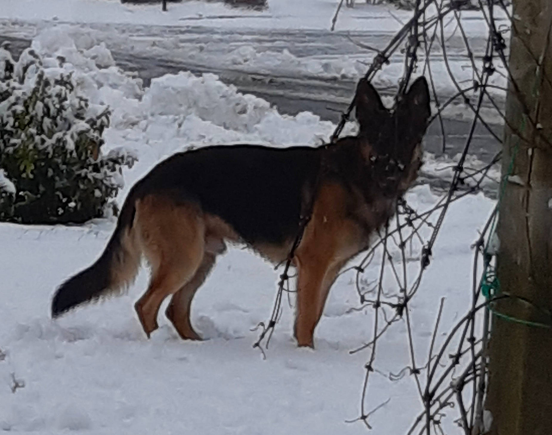 Paco participe au concours pour gagner de l'argent avec cette photo : canidae, canis, carnivore, dog, dog_breed, freezing, king_shepherd, old_german_shepherd_dog, plant, precipitation, snow, sporting_group, tail, terrestrial_animal, twig, wildlife, winter, working_animal, working_dog