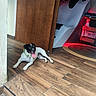 dog, puppy, black_and_white, pet, animal, tongue_out, sitting, lying_down, happy, indoor, wooden_floor, door, home, appliance, shelves, rug, red_lighting, collar, portrait, relaxed