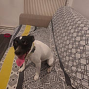 Salto a rejoint le concours — aidez-le/la à gagner de superbes lots ! dog, pet, black_and_white, sitting, panting, tongue, collar, bed, bedding, pillow, bedroom, indoors, furniture, patterned_fabric, geometric_pattern, food_bowl, wood_floor, radiator, portrait, animal