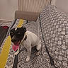 dog, pet, black_and_white, sitting, panting, tongue, collar, bed, bedding, pillow, bedroom, indoors, furniture, patterned_fabric, geometric_pattern, food_bowl, wood_floor, radiator, portrait, animal