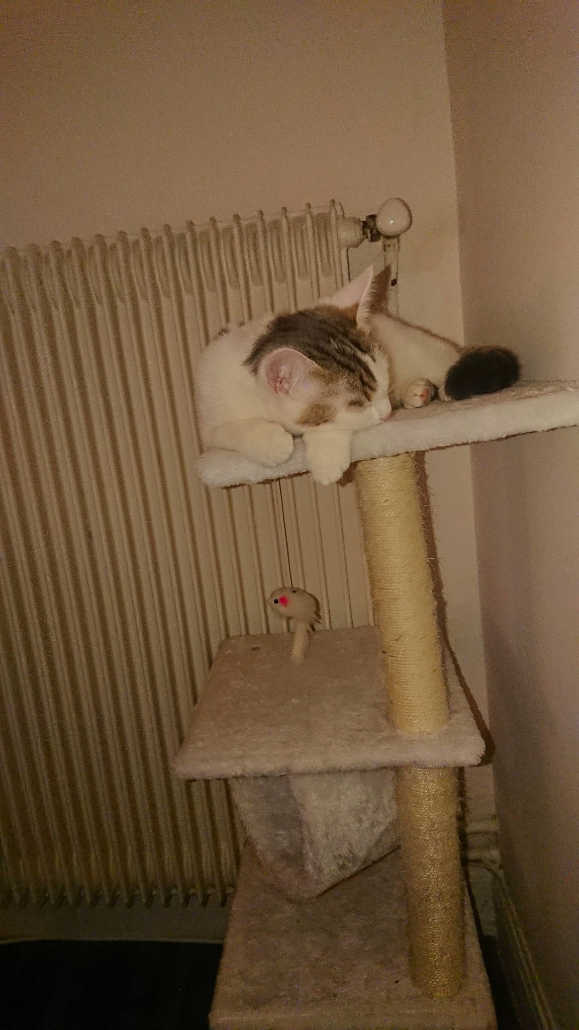 Panna