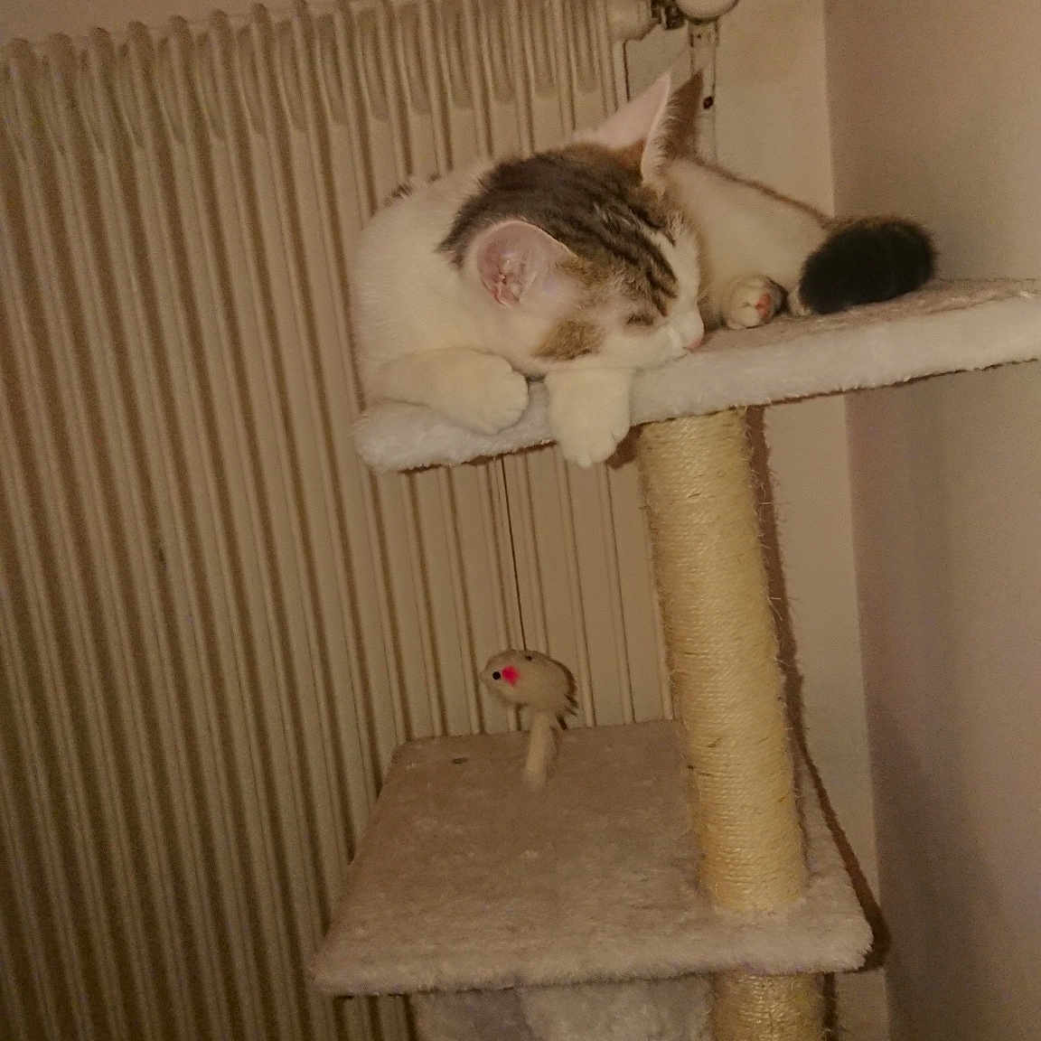 Panna