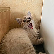Snow participe au concours pour gagner de l'argent avec cette photo : animal, blue_eyes, cat, corner, cute, fluffy, fur, indoor, kitten, mouth_open, paw, pet, resting, surprised, texture, wall, whiskers, wide_eyes, wood, young
