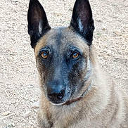 Mickya a rejoint le concours — aidez-le/la à gagner de superbes lots ! dog, canine, animal, pet, ears, brown_eyes, fur, outdoor, close_up, portrait, looking_at_camera, ground, rocks, texture, collar, alert, nature, mammal, domestic, watchful