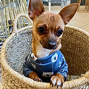 Suki a rejoint le concours — aidez-le/la à gagner de superbes lots ! dog, small_dog, chihuahua, basket, blue_sweater, indoor, curious, wide_eyes, pet, animal, woven_basket, floor_tiles, plastic_chair, modern_interior, cute, cozy, portrait, paws, ears, fur